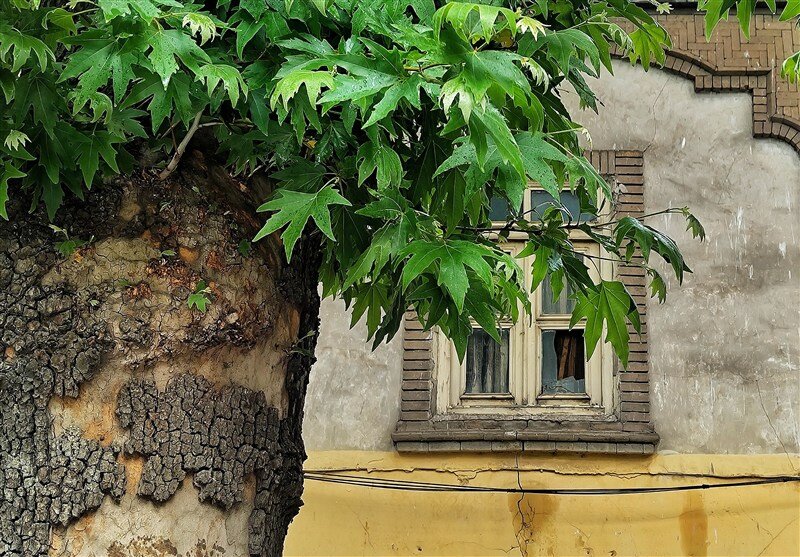 ماجرای تلخ قطع چنار 800 ساله اهر