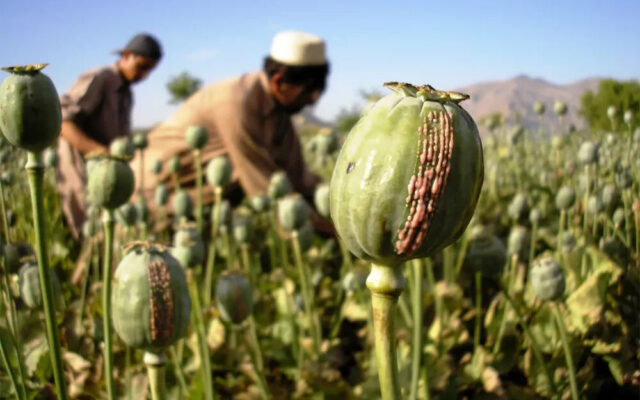 کشت خشخاش در ایران پس از ۲۰ سال؛ تأمین دارو یا چالش جدید؟