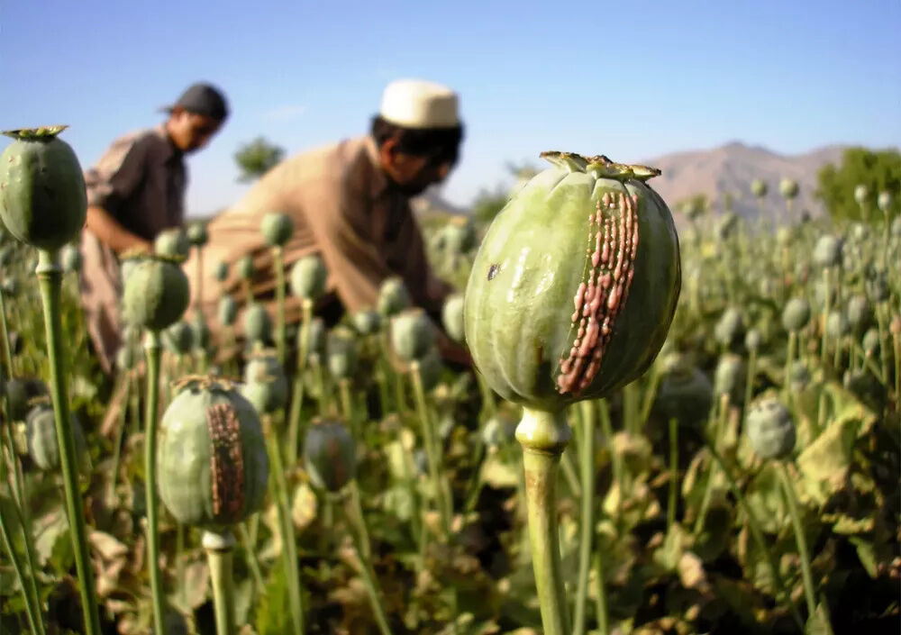 کشت خشخاش در ایران پس از ۲۰ سال؛ تأمین دارو یا چالش جدید؟