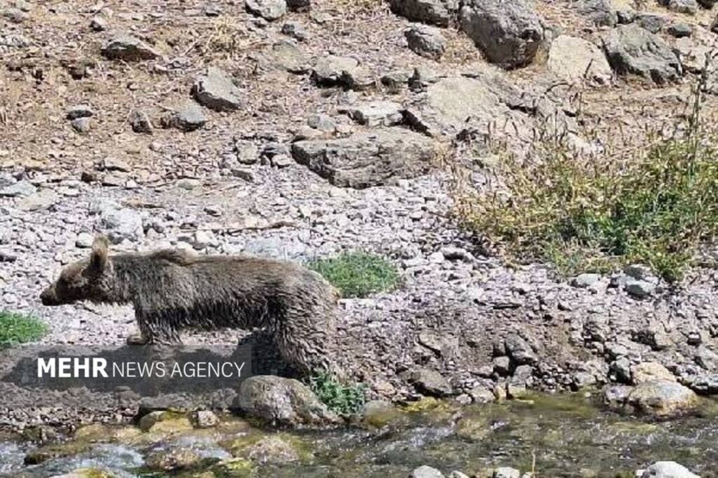 مشاهده خرس در منطقه حفاظت‌شده سبزکوه