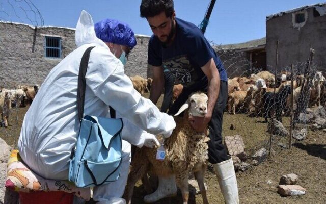 تضمین سلامت جمعیت دامی در آذربایجان غربی؛ بیش ۴۰۰ هزار راس دام ایمن سازی می‌شوند