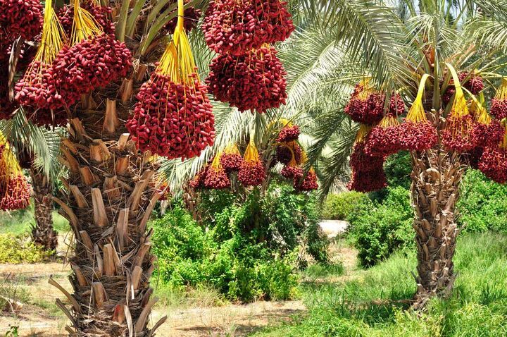 خرمای شهرستان داراب شناسنامه دار شد