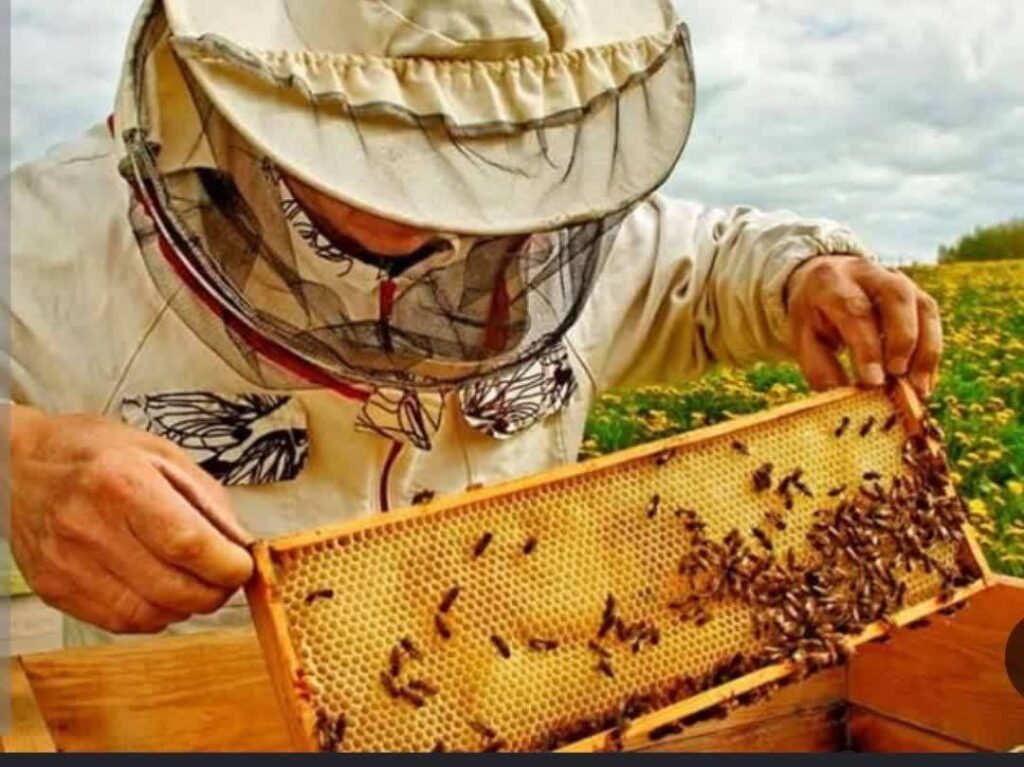 تولید ۲۳۰ تن عسل در بهشهر طی ۶ ماه نخست سال