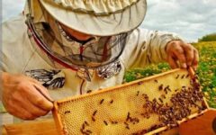 تولید ۲۳۰ تن عسل در بهشهر طی ۶ ماه نخست سال