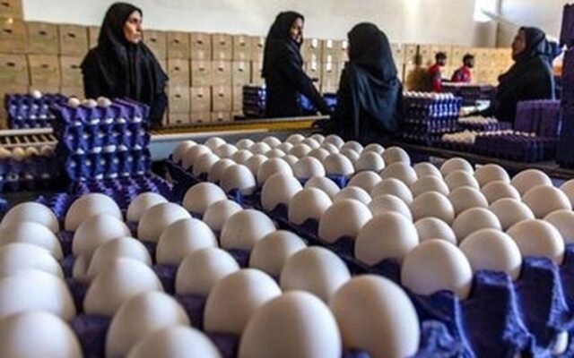 پروژهای بزرگ برای بازار تخممرغ/ یک شهر جدید در راه است