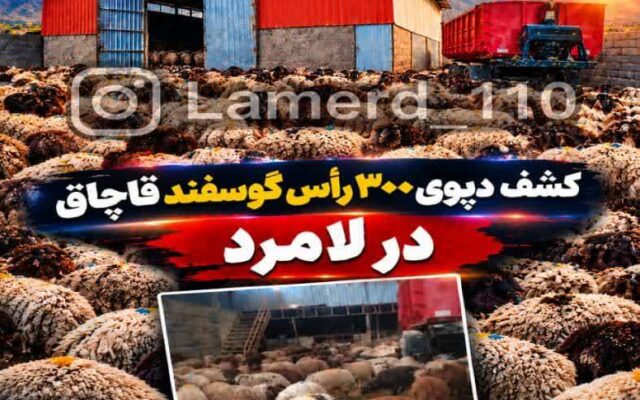 کشف ۳۰۰ راس دام سبک قاچاق در لامرد فارس