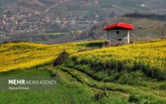 کشت قراردادی کلزا در۵۰۰۰ هکتار از مزارع بهشهر