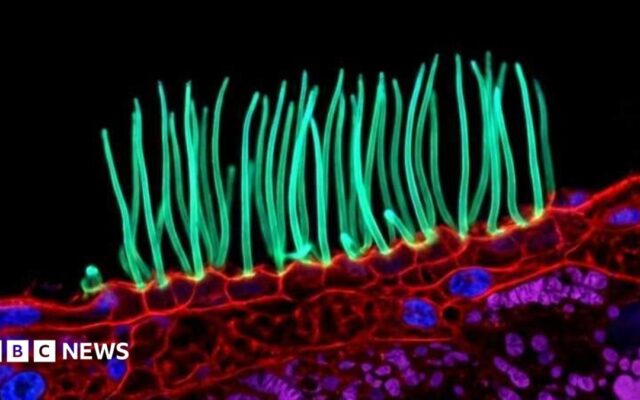 Prize-winning image which sparked backlash was AI-generated, Nikon rules