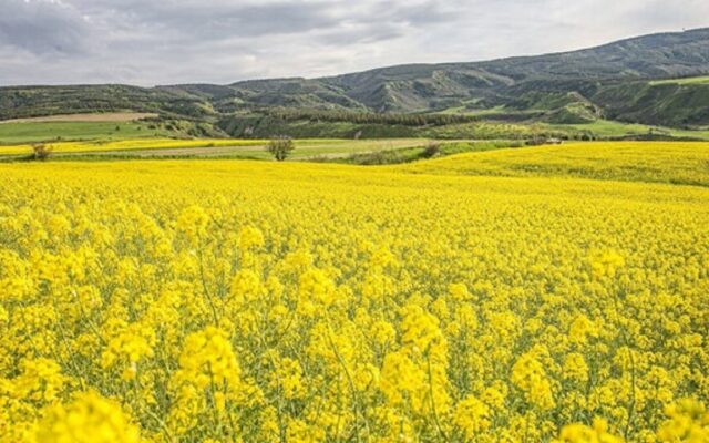 خوداتکایی ۴۰ درصدی در تولید روغن محقق می‌شود؟