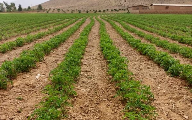 پیش‌بینی تولید ۶۷۰ هزار گوجه‌فرنگی در استان بوشهر
