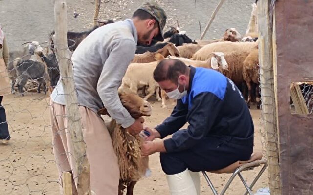 ارائه خدمات رایگان دامپزشکی در چگنی لرستان