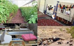 پرداخت ۶۲۲ میلیارد ریال تسهیلات مشاغل خانگی در بخش کشاورزی آذربایجان‌غربی