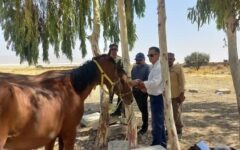 هویت‌گذاری چهارهزار رأس اسب و دام در شهرستان‌های فارس