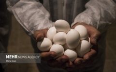 تولید ۱۷هزار تن تخم‌مرغ در سمنان؛ ۷۰ درصد مازاد بر نیاز استان صادر شد