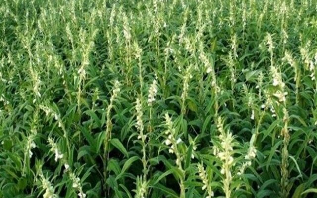 توسعه کشت کنجد در خوزستان؛ راهکاری برای مدیریت مصرف آب و تنوع الگوی کشت