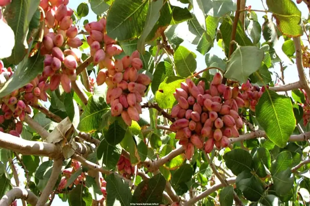 خسارت ۱۵ درصدی خشکسالی و قطعی برق به «طلای سبز» اردکان