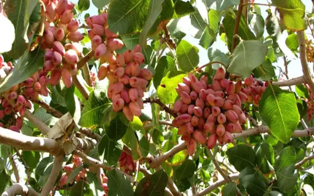 خسارت ۱۵ درصدی خشکسالی و قطعی برق به «طلای سبز» اردکان