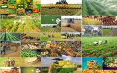 شبکه تعاونی روستایی نکا نبض توزیع نهاده‌ها و کالاهای اساسی را در دست دارد