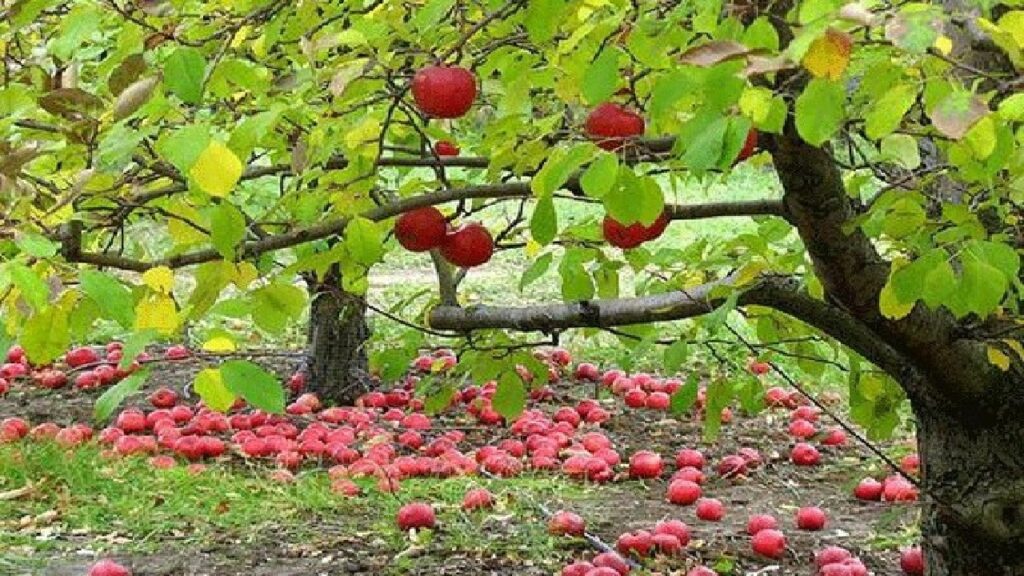 بروجرد قطب تولید سیب لرستان؛ بیش بینی تولید ۴۶ هزار تن سیب از شهرستان