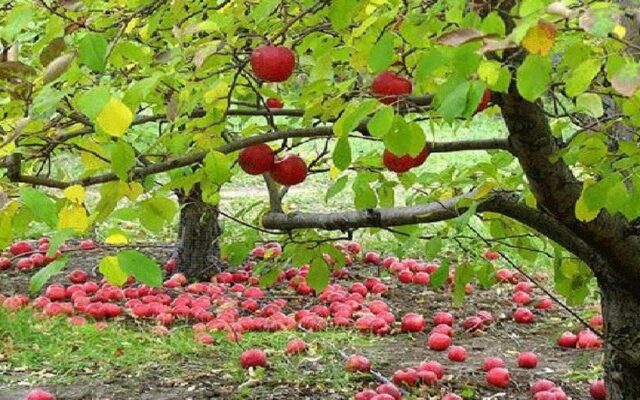 بروجرد قطب تولید سیب لرستان؛ بیش بینی تولید ۴۶ هزار تن سیب از شهرستان