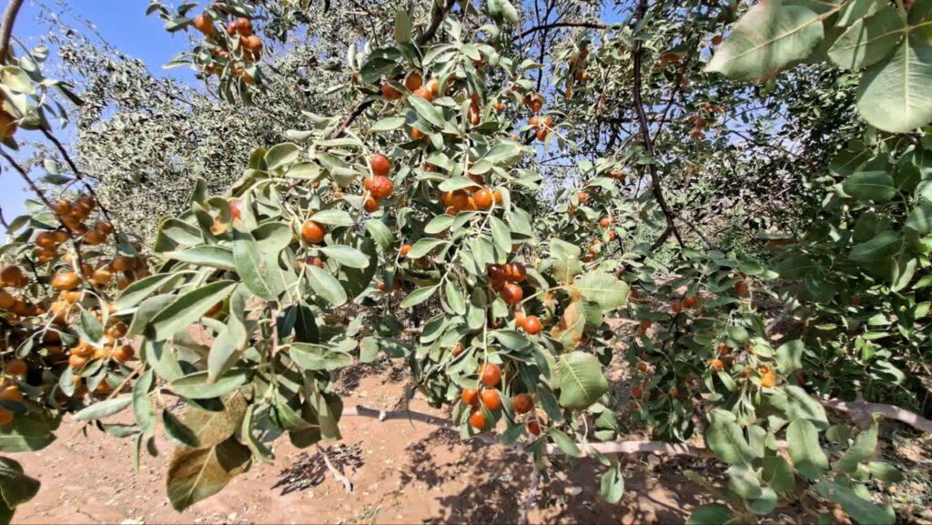 برداشت بیش از ۶۰ تن سنجد از باغ‌های شهرستان خاتم