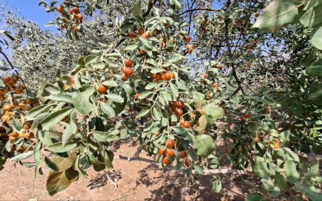 برداشت بیش از ۶۰ تن سنجد از باغهای شهرستان خاتم