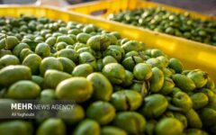 گردش مالی زیتون قزوین از ۳ همت گذشت