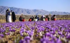از خام‌فروشی تا ارزش‌آفرینی / روایت یک مسیر تازه برای توسعه خراسان شمالی