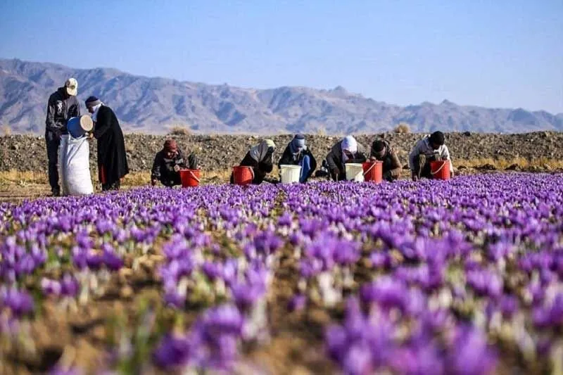 از خام‌فروشی تا ارزش‌آفرینی / روایت یک مسیر تازه برای توسعه خراسان شمالی