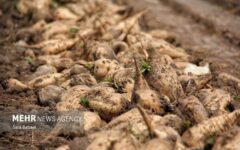 اجرای کشت قراردادی ذرت در خوزستان کلید خورد