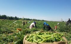 کشت نخود فرنگی علوفه ای در اراضی کامیاران