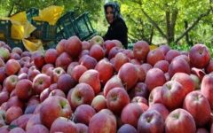 تولید سالانه ۱۹۳ هزار تن سیب در همدان