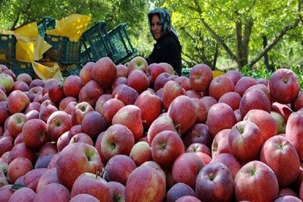 تولید سالانه ۱۹۳ هزار تن سیب در همدان