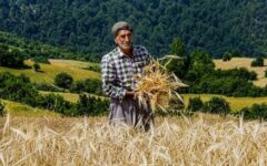 مطالبات گندمکاران تا پایان هفته تسویه می‌شود؛ جزئیات پرداخت‌ها