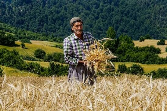 مطالبات گندمکاران تا پایان هفته تسویه میشود؛ جزئیات پرداختها