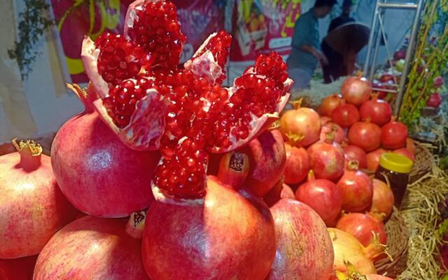 برداشت بیش از ۷۶۵ تن انار در خضرآباد اشکذر آغاز شد