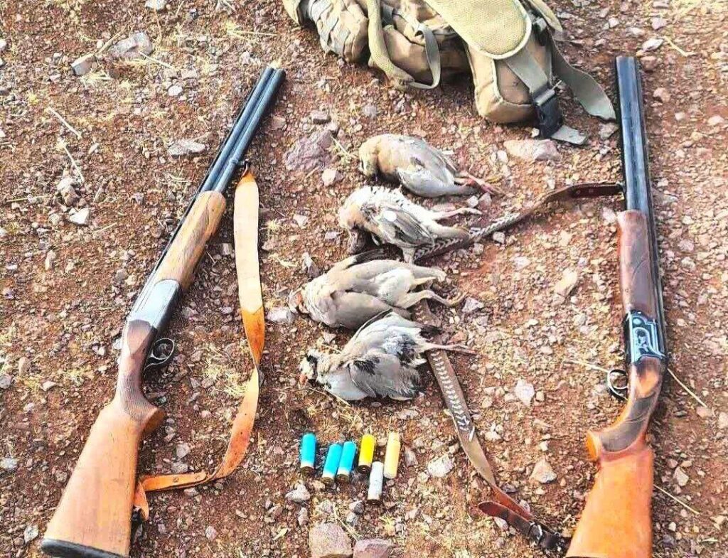 شکارچیان متخلف در کنگاور شناسایی شدند؛ کشف ۲ قبضه سلاح