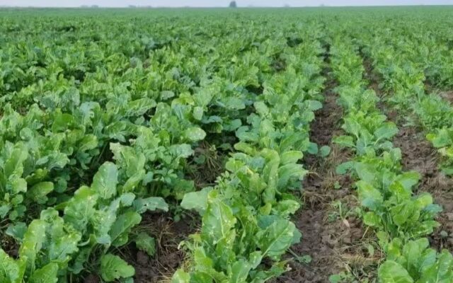 آغاز کشت چغندرقند پاییزه در شوش