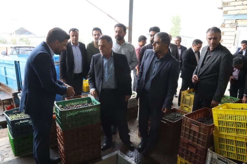 رفع موانع فرآوری زیتون راهی برای افزایش درآمد کشاورزان طارم است