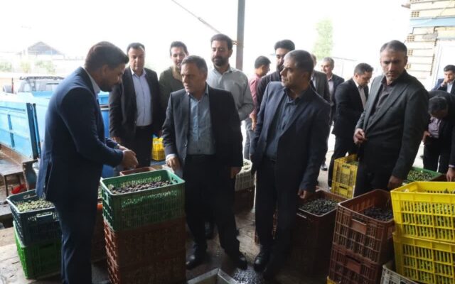 رفع موانع فرآوری زیتون راهی برای افزایش درآمد کشاورزان طارم است