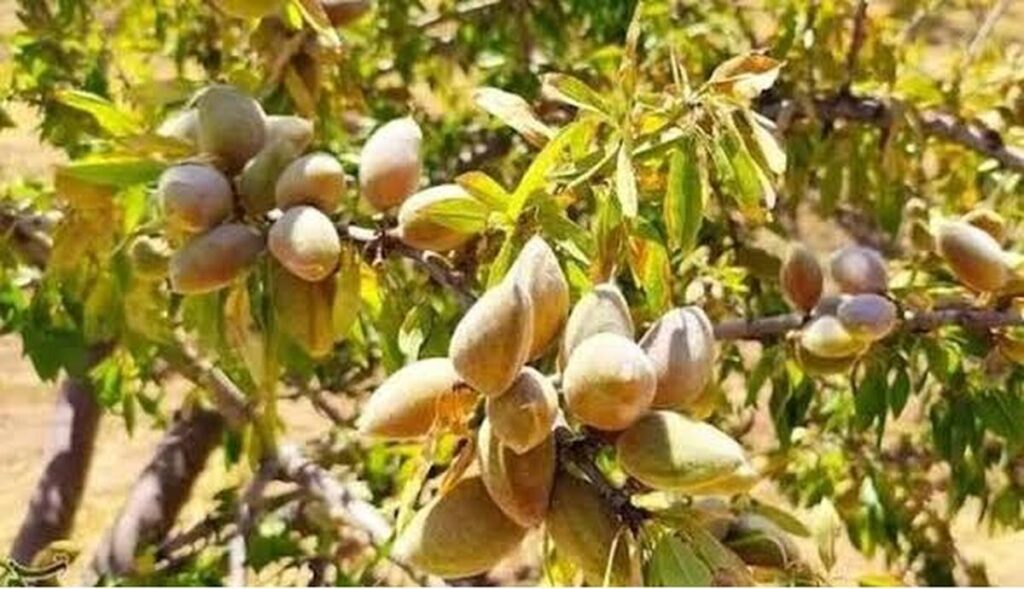 شناسایی ژنوتیپ‌های برتر بادام مقاوم به سرمای بهاره