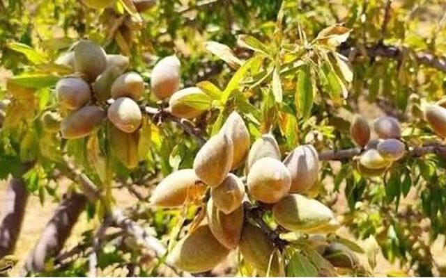 شناسایی ژنوتیپ‌های برتر بادام مقاوم به سرمای بهاره
