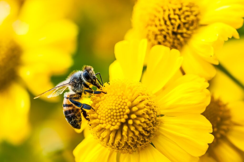 Amazon’s Bee launches two new personal AI devices, starting at $75
