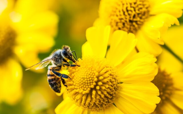 Amazon’s Bee launches two new personal AI devices, starting at $75