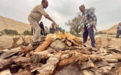 برگزاری جشنواره چارو در پارسیان هرمزگان