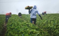 افزایش شدید قیمت محصولات کشاورزی جهانی/ جنگ و آب‌وهوا قیمت‌ها را بالا برد