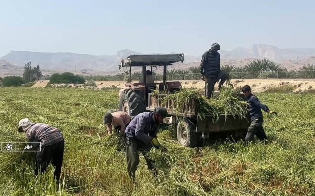 آغاز برداشت کنجد در شهرستان مهر فارس