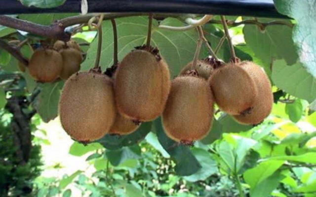 ۳۲ هزار تن کیوی و نارنگی از مازندران به بازارهای جهانی راه یافت