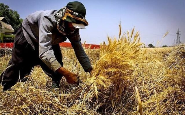 هواشناسی: کشاورزان در برداشت محصولات آسیب‌پذیر شتاب کنند