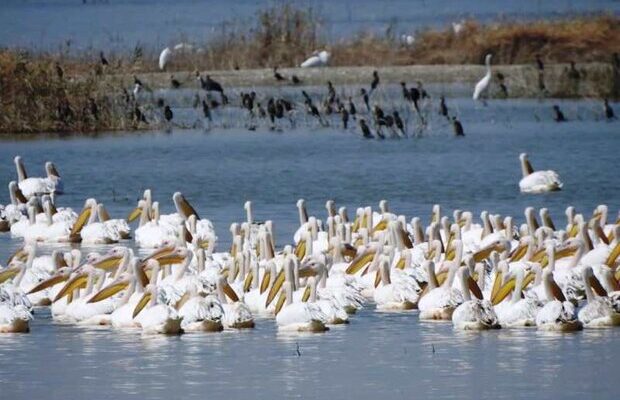 شناسایی ۸۰ گونه پرنده در تالاب‌های خوزستان